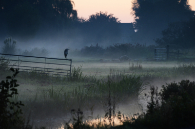 <i class='fa fa-user'></i> Peter Stam |   Blauwe Reiger  <i class='fa fa-eye'> 184</i>  <i class='fa fa-thumbs-up'> 11</i>   <i class='fa fa-comment-o'> 16</i>