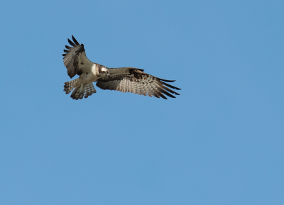 In natuurpark het Zwin kon ik deze Visarend fotograferen, ze komen hier foerageren en rusten voor ze verder zuidwaarts trekken.