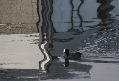 <i class='fa fa-user'></i> sieb |   Meerkoet  <i class='fa fa-eye'> 243</i>  <i class='fa fa-thumbs-up'> 22</i>   <i class='fa fa-comment-o'> 15</i>