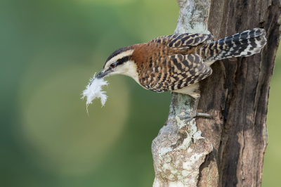 <i class='fa fa-user'></i> Paul van Giersbergen |   Roodrugwinterkoning  <i class='fa fa-eye'> 165</i>  <i class='fa fa-thumbs-up'> 8</i>   <i class='fa fa-comment-o'> 3</i>