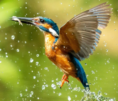 Vroeg in de ochtend bij de opkomende zon begonnen de ijsvogels op deze prive locatie te vissen.
Het werd 32gr die dag en de hele dag vissende ijsvogels gehad die visjes kwamen vangen voor de jonkies van de 3de leg