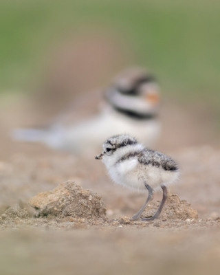 <i class='fa fa-user'></i> ArjandeHeer |   Bontbekplevier  <i class='fa fa-eye'> 269</i>  <i class='fa fa-thumbs-up'> 2</i>   <i class='fa fa-comment-o'> 8</i>