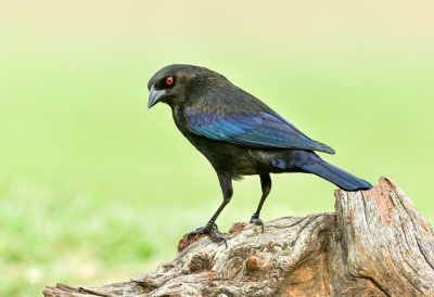 Bronzed Cowbirds are mostly a Mexican bird, venturing to South Texas and a couple of other states on their southern border.