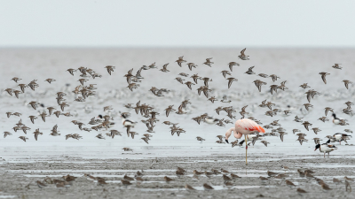 <i class='fa fa-user'></i> Conny Schotanus |   Chileense Flamingo  <i class='fa fa-eye'> 263</i>  <i class='fa fa-thumbs-up'> 13</i>   <i class='fa fa-comment-o'> 13</i>