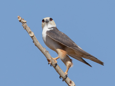 <i class='fa fa-user'></i> Paul van Giersbergen |   Parelwouw  <i class='fa fa-eye'> 173</i>  <i class='fa fa-thumbs-up'> 1</i>   <i class='fa fa-comment-o'> 1</i>