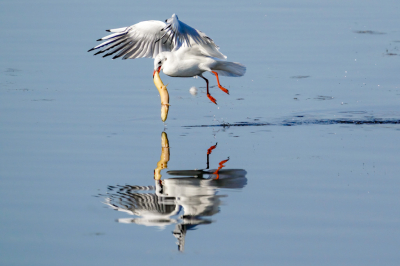 Deze kokmeeuw circelde al even rond opzoek naar een hapje.
Ik weet niet hoe groot zijn honger was toen hij deze snoek uit het water haalde.