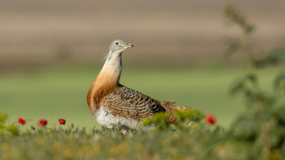 <i class='fa fa-user'></i> Rijn Bcude |   Grote Trap  <i class='fa fa-eye'> 304</i>  <i class='fa fa-thumbs-up'> 14</i>   <i class='fa fa-comment-o'> 6</i>