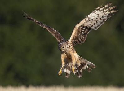 <i class='fa fa-user'></i> Jan P |   Blauwe Kiekendief  <i class='fa fa-eye'> 322</i>  <i class='fa fa-thumbs-up'> 12</i>   <i class='fa fa-comment-o'> 8</i>