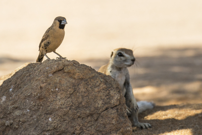 <i class='fa fa-user'></i> Bert Ooms |   Republikeinwever  <i class='fa fa-eye'> 235</i>  <i class='fa fa-thumbs-up'> 7</i>   <i class='fa fa-comment-o'> 15</i>