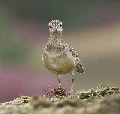 <i class='fa fa-user'></i> Leo Tukker |   Morinelplevier  <i class='fa fa-eye'> 259</i>  <i class='fa fa-thumbs-up'> 5</i>   <i class='fa fa-comment-o'> 8</i>