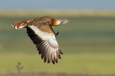 <i class='fa fa-user'></i> Rijn Bcude |   Grote Trap  <i class='fa fa-eye'> 459</i>  <i class='fa fa-thumbs-up'> 31</i>   <i class='fa fa-comment-o'> 17</i>