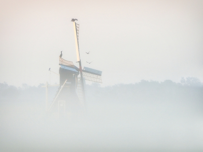 <i class='fa fa-user'></i> corvanspijk |   Buizerd  <i class='fa fa-eye'> 275</i>  <i class='fa fa-thumbs-up'> 15</i>   <i class='fa fa-comment-o'> 18</i>