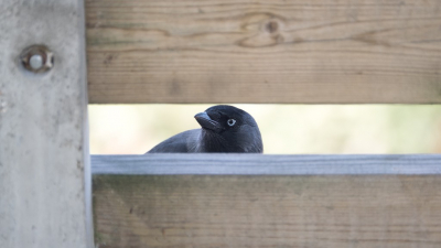 <i class='fa fa-user'></i> Gert-Jan Cromwijk |   Kauw  <i class='fa fa-eye'> 169</i>  <i class='fa fa-thumbs-up'> 5</i>   <i class='fa fa-comment-o'> 9</i>