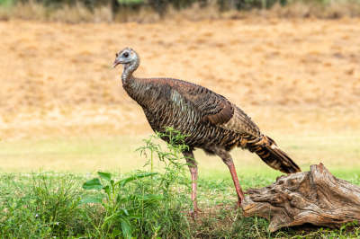 The Turkey population has greatly increased in the U.S.  It's not uncommon to see twenty or more turkey together in a group.