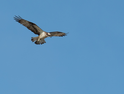 Visarend biddend boven het water speurend naar een maaltijd, in het zwin waren er die dag vier van deze prachtige roofvogels te bewonderen. De foto is gemaakt vanaf de dijk waar de zwin geul langs loopt, vanaf deze dijk heb je een fantastisch uitzicht over het natuurgebied.