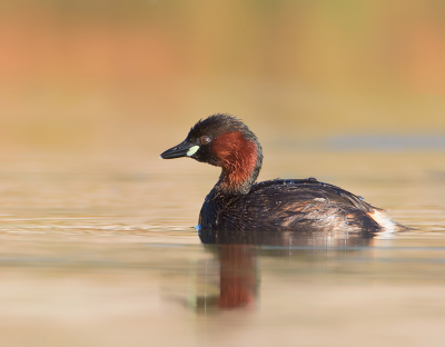 <i class='fa fa-user'></i> Alfred Berkhof |   Dodaars  <i class='fa fa-eye'> 299</i>  <i class='fa fa-thumbs-up'> 18</i>   <i class='fa fa-comment-o'> 14</i>