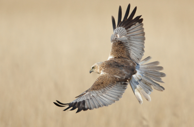 <i class='fa fa-user'></i> horneman69 |   Bruine Kiekendief  <i class='fa fa-eye'> 408</i>  <i class='fa fa-thumbs-up'> 22</i>   <i class='fa fa-comment-o'> 12</i>