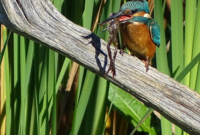 Vanuit de kijkhut in Diependal vanaf rijstzak gefotografeerd. 
Na geruime tijd de buit behandeld te hebben was hij hapklaar.
De laatst tijd wordt de ijsvogel hier geregeld gespot. Gisteren ook nog.