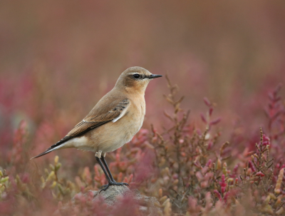 <i class='fa fa-user'></i> Henk Wiebe van der Meulen |   Tapuit  <i class='fa fa-eye'> 354</i>  <i class='fa fa-thumbs-up'> 27</i>   <i class='fa fa-comment-o'> 14</i>
