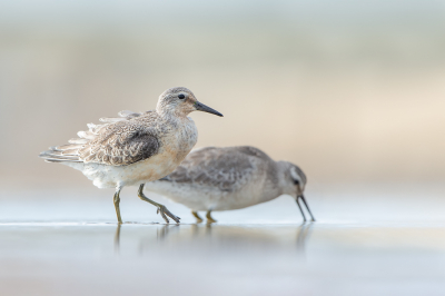 <i class='fa fa-user'></i> Hans Overduin |   Kanoet  <i class='fa fa-eye'> 562</i>  <i class='fa fa-thumbs-up'> 41</i>   <i class='fa fa-comment-o'> 28</i>