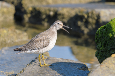 Inmiddels ben ik al weer bijna een week terug van mijn vakantie naar Texel. Twee middagen heb ik doorgebracht in het haventje van Sil. Ik heb me geen moment verveeld daar, de vogels komen daar ook lekker dichtbij (als het eb is). Deze kanoet liet zich ook uitgebreid fotograferen.