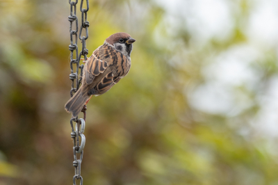 <i class='fa fa-user'></i> Wil Doorn-Meijne |   Ringmus  <i class='fa fa-eye'> 332</i>  <i class='fa fa-thumbs-up'> 6</i>   <i class='fa fa-comment-o'> 7</i>