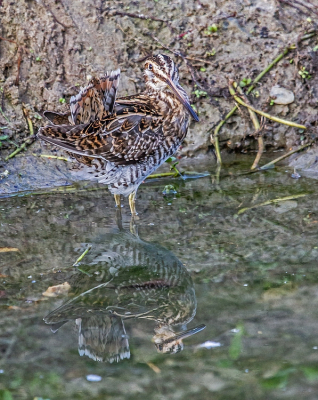 Deze Watersnip zat zich zeer uitgebreid te poetsen. En dat ook nog eens aan de waterkant, zodat ook zijn spiegelbeeld mooi zichtbaar was.