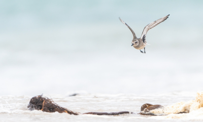 <i class='fa fa-user'></i> Hans Overduin |   Zilverplevier  <i class='fa fa-eye'> 273</i>  <i class='fa fa-thumbs-up'> 4</i>   <i class='fa fa-comment-o'> 3</i>