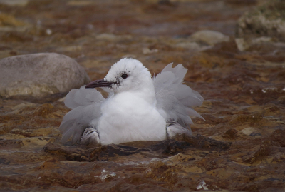 <i class='fa fa-user'></i> sieb |   Hartlaubs Meeuw  <i class='fa fa-eye'> 226</i>   <i class='fa fa-comment-o'> 4</i>