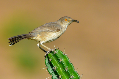 Curve-billed Thrashers at first can look somewhat plain.  But when you look closer, they are really very pretty birds with an impressive eye.