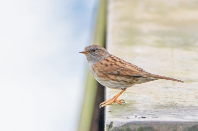 Ik liep een stenen trapje af, op weg om iets heel anders te gaan fotograferen, en halverwege het trapje sta ik ineens oog in oog met deze Heggenmus, die op het niveau zit waarvandaan ik juist naar beneden aan het gaan was. Gelukkig had ik mijn camera al paraat.