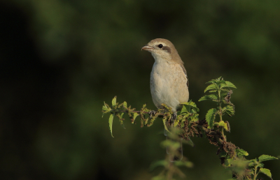 <i class='fa fa-user'></i> horneman69 |   Turkestaanse Klauwier  <i class='fa fa-eye'> 275</i>  <i class='fa fa-thumbs-up'> 7</i>   <i class='fa fa-comment-o'> 3</i>