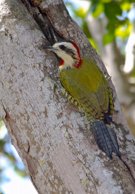 <i class='fa fa-user'></i> gras4711 |   Cubaanse Groene Specht  <i class='fa fa-eye'> 398</i>  <i class='fa fa-thumbs-up'> 1</i>   <i class='fa fa-comment-o'> 1</i>