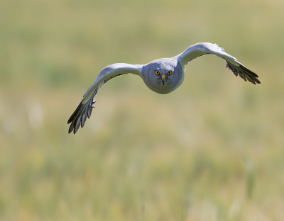 <i class='fa fa-user'></i> Alfred Berkhof |   Blauwe Kiekendief  <i class='fa fa-eye'> 319</i>  <i class='fa fa-thumbs-up'> 17</i>   <i class='fa fa-comment-o'> 9</i>