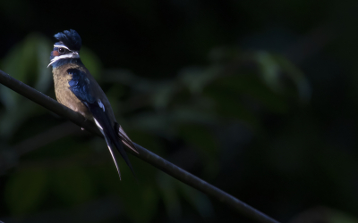 <i class='fa fa-user'></i> Lennart Verheuvel |   Kleine Boomgierzwaluw  <i class='fa fa-eye'> 242</i>  <i class='fa fa-thumbs-up'> 7</i>   <i class='fa fa-comment-o'> 6</i>