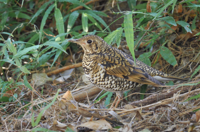 <i class='fa fa-user'></i> Hans Overduin |   Goudlijster  <i class='fa fa-eye'> 345</i>  <i class='fa fa-thumbs-up'> 4</i>   <i class='fa fa-comment-o'> 6</i>