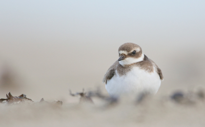 <i class='fa fa-user'></i> Henk Wiebe van der Meulen |   Bontbekplevier  <i class='fa fa-eye'> 195</i>  <i class='fa fa-thumbs-up'> 5</i>   <i class='fa fa-comment-o'> 4</i>