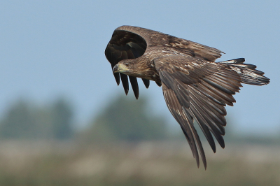 <i class='fa fa-user'></i> horneman69 |   Zeearend  <i class='fa fa-eye'> 362</i>  <i class='fa fa-thumbs-up'> 4</i>   <i class='fa fa-comment-o'> 8</i>