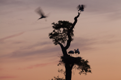 <i class='fa fa-user'></i> Adri Gr Nuelend |   Ooievaar  <i class='fa fa-eye'> 394</i>  <i class='fa fa-thumbs-up'> 8</i>   <i class='fa fa-comment-o'> 11</i>