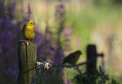 <i class='fa fa-user'></i> sieb |   Geelgors  <i class='fa fa-eye'> 299</i>  <i class='fa fa-thumbs-up'> 20</i>   <i class='fa fa-comment-o'> 15</i>