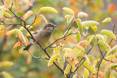 <i class='fa fa-user'></i> Wil Doorn-Meijne |   Huismus  <i class='fa fa-eye'> 169</i>  <i class='fa fa-thumbs-up'> 3</i>   <i class='fa fa-comment-o'> 8</i>