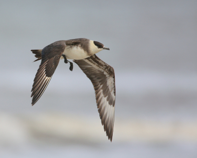 Zeekoeten in de vlucht worden meestal gefotografeerd in Helgoland. Als hier een zeekoet op het strand of onder de kust zit , is het vaak een olieslachtoffer. Het verbaasde mij dan ook om dit ogenschijnlijk gezonde exemplaar al vliegend op geringe  afstand  onder de kust op de foto te kunnen zetten.