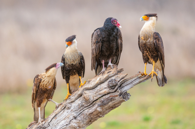 <i class='fa fa-user'></i> GeneGwin |   Noordelijke Kuifcaracara  <i class='fa fa-eye'> 308</i>  <i class='fa fa-thumbs-up'> 14</i>   <i class='fa fa-comment-o'> 10</i>