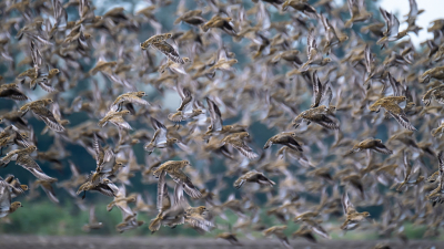 <i class='fa fa-user'></i> arnold merckx |   Goudplevier  <i class='fa fa-eye'> 377</i>  <i class='fa fa-thumbs-up'> 14</i>   <i class='fa fa-comment-o'> 10</i>