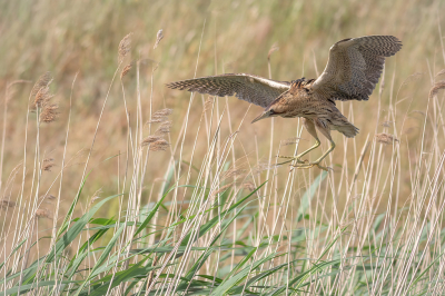 Een bekende plek waar je Roerdompen met regelmaat kon zien, en dat op fietsafstand, dan moet je toch maar eens gaan kijken. In een uurtje tijd 2 vogels gezien, waarvan eentje kwam aanvliegen. Het verborgen leven wat ze normaal leiden leek hier niet aan de orde, in een woonwijk met een simpele rietkraag hebben zowaar 3 paar gebroed. Erg bizar. Moeilijk om ze met alleen natuurlijke leefomgeving op de foto te krijgen, zonder de gebouwen die achter de rietkraag stonden, maar op deze foto is het gelukt.