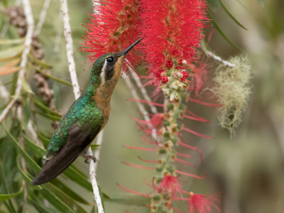 <i class='fa fa-user'></i> Paul van Giersbergen |   Grijsstaartjuweelkolibrie  <i class='fa fa-eye'> 146</i>  <i class='fa fa-thumbs-up'> 3</i>   <i class='fa fa-comment-o'> 2</i>
