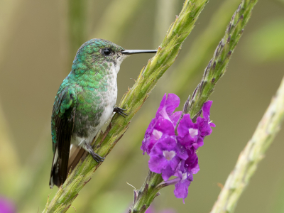 <i class='fa fa-user'></i> Paul van Giersbergen |   Witstaartsmaragdkolibrie  <i class='fa fa-eye'> 124</i>  <i class='fa fa-thumbs-up'> 1</i>   <i class='fa fa-comment-o'> 1</i>