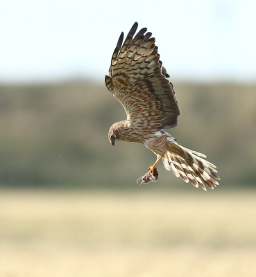 <i class='fa fa-user'></i> horneman69 |   Grauwe Kiekendief  <i class='fa fa-eye'> 282</i>  <i class='fa fa-thumbs-up'> 3</i>   <i class='fa fa-comment-o'> 3</i>