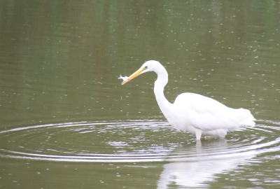 Ik werd geboeid door de kleine cirkels van de regen en de grote van de zilverreiger. Toen hij nog een visje ving was het voor mij compleet.