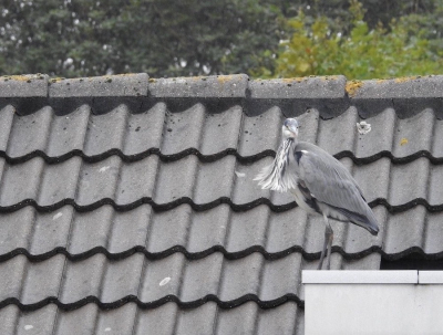 De reiger zat op een dakkapel aan de overkant en haalde rare fratsen uit. Ik vermoed dat er een plas water op het dakje lag en dat hij daar iets aan het badderen was.
Maar vanuit mijn zolderraam kon ik niet zien of er water op lag. De wind maakten een leuk rokje van zijn veren.